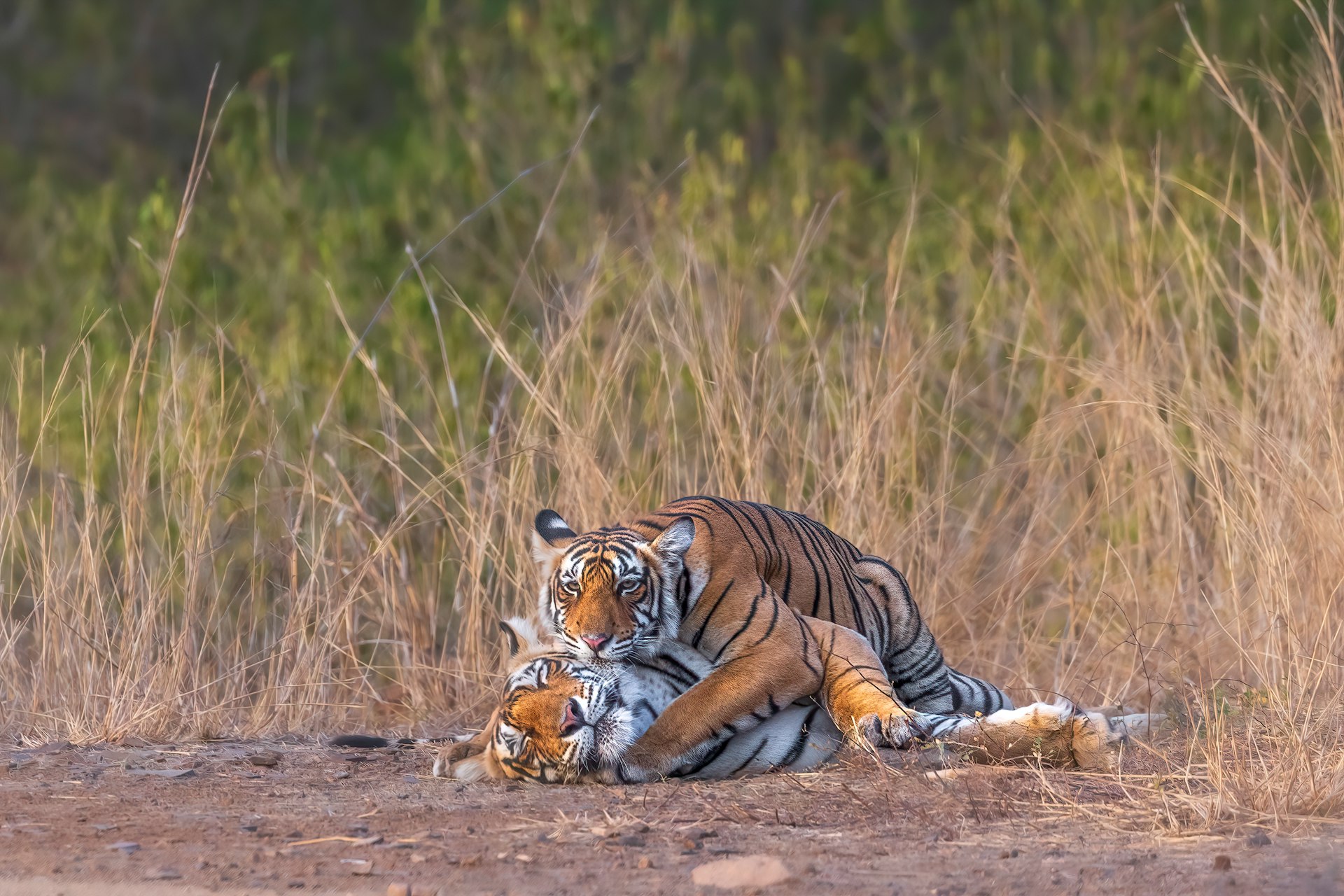 Two tigers resting together in tall grass
